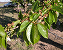 Cherry Leaf Branch
